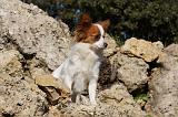 EPAGNEUL PAPILLON 121